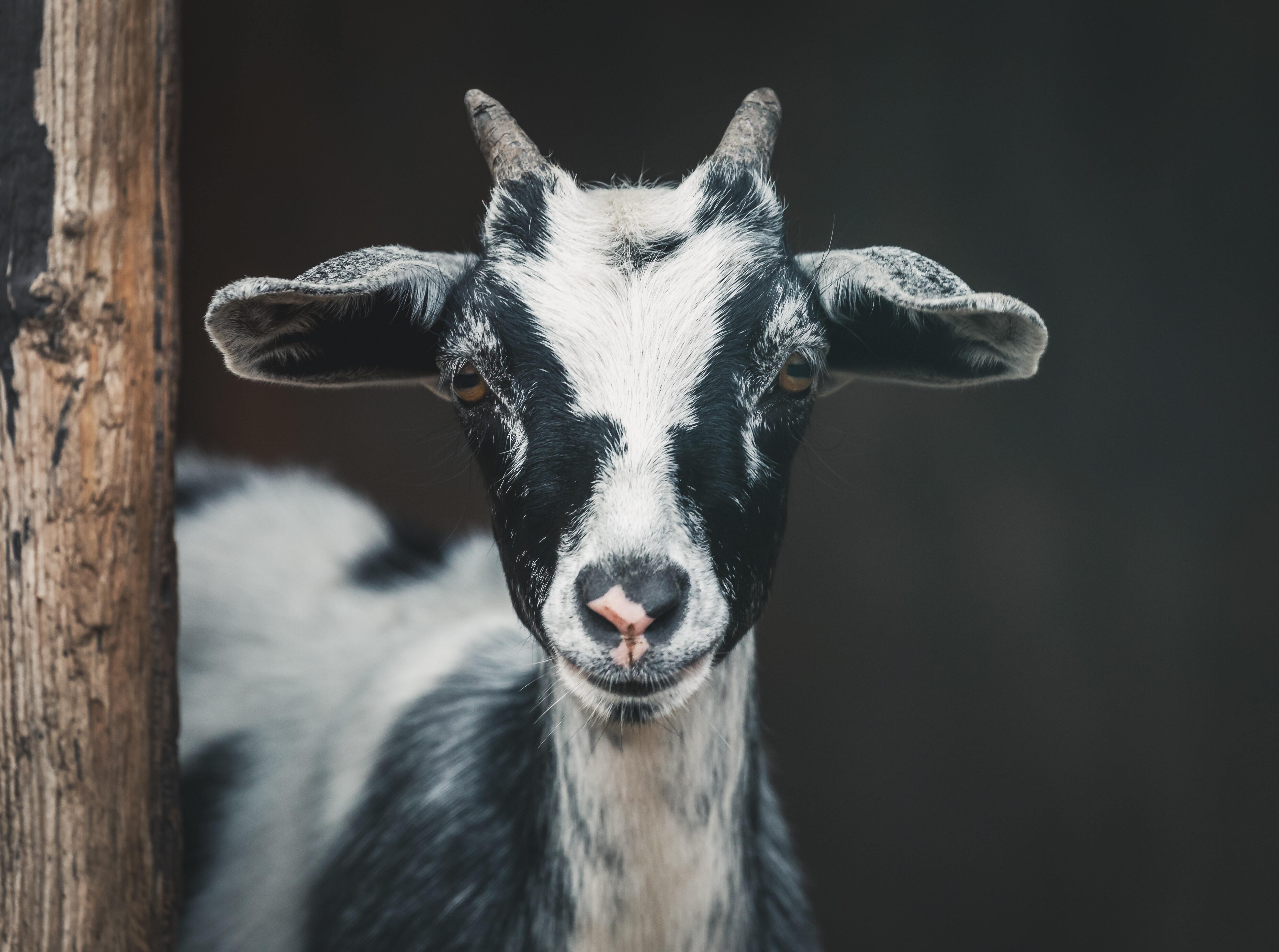 cute goat