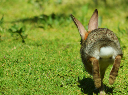 running bunny