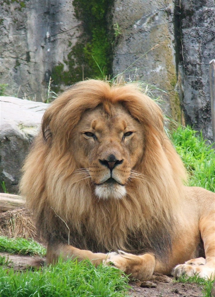 A male lion lying down.