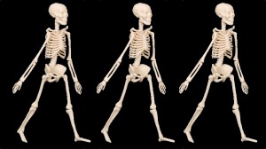 Walking Skeletons - Industrial Logic, Inc. (Concept from Alistair Cockburn)